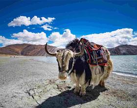 tour packages to leh