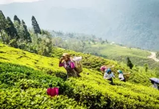 5 Days - Darjeeling Tour