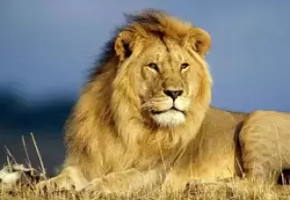 India Nepal Jungle lodges Wildlife Tour