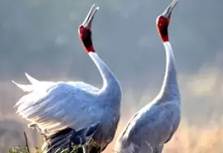Jaipur Bharatpur Tour