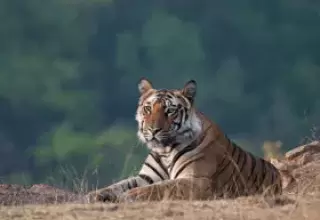Jim Corbett Packages from Delhi