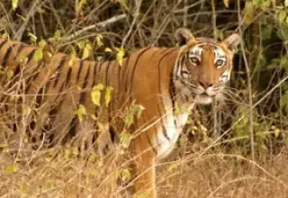 South India Wildlife Tour