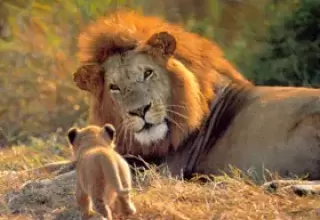 Wildlife Safari in Gujarat