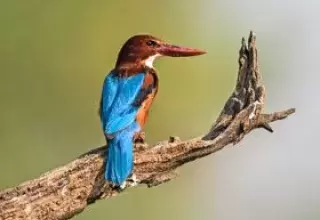Agra Bharatpur Tour Package