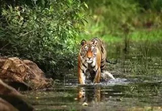 Bandhavgarh Kanha Tours