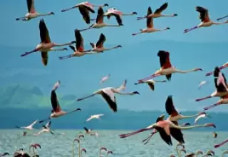 Best of Indian Wildlife Tour