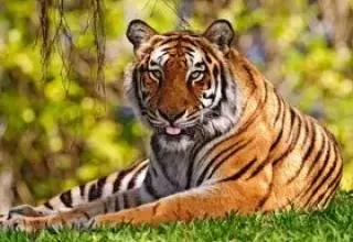 Nainital Corbett Tour Packages