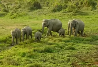 Dudhwa National Park Tour Package