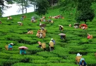 Gangtok Pelling Kalimpong Tour