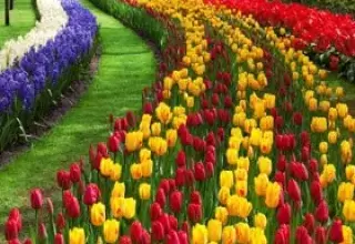 Kashmir Honeymoon Packages