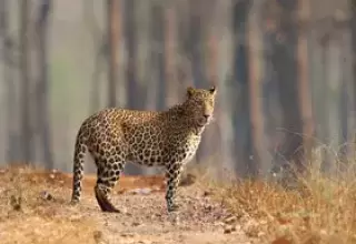 Kerala Wildlife Tour Packages