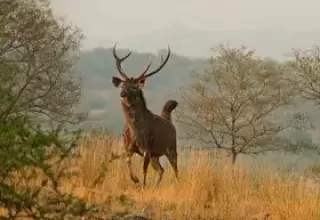 Rajasthan Wildlife Tour