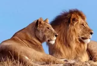 Gir Diu Tour