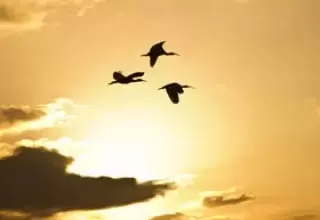Shillong Cherrapunjee Kaziranga Tour
