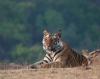 Jim Corbett Packages from Delhi with price